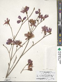 Rhododendron dilatatum image