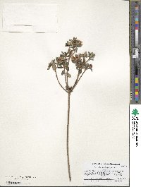 Rhododendron intricatum image