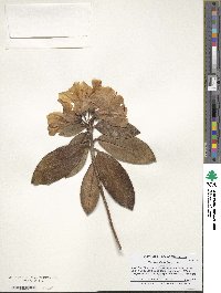 Rhododendron ciliatum image