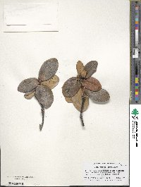 Rhododendron suaveolens image