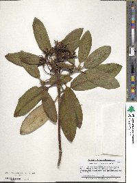 Rhododendron catawbiense image