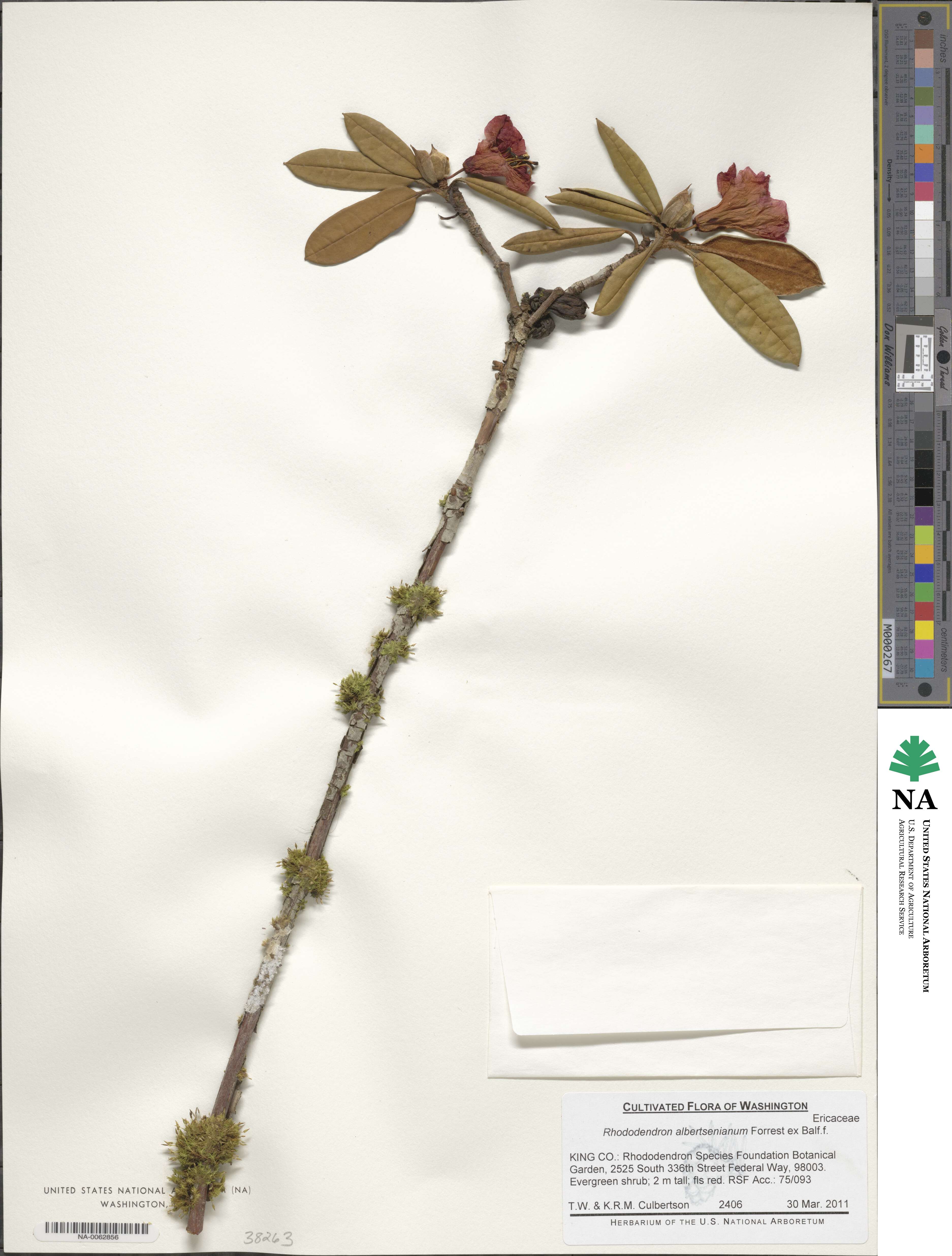 Rhododendron albertsenianum image