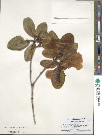 Rhododendron hirtipes image