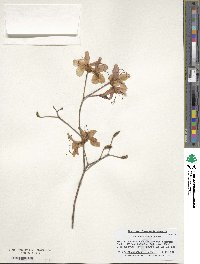 Rhododendron dilatatum image