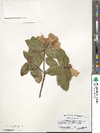 Rhododendron ciliatum image