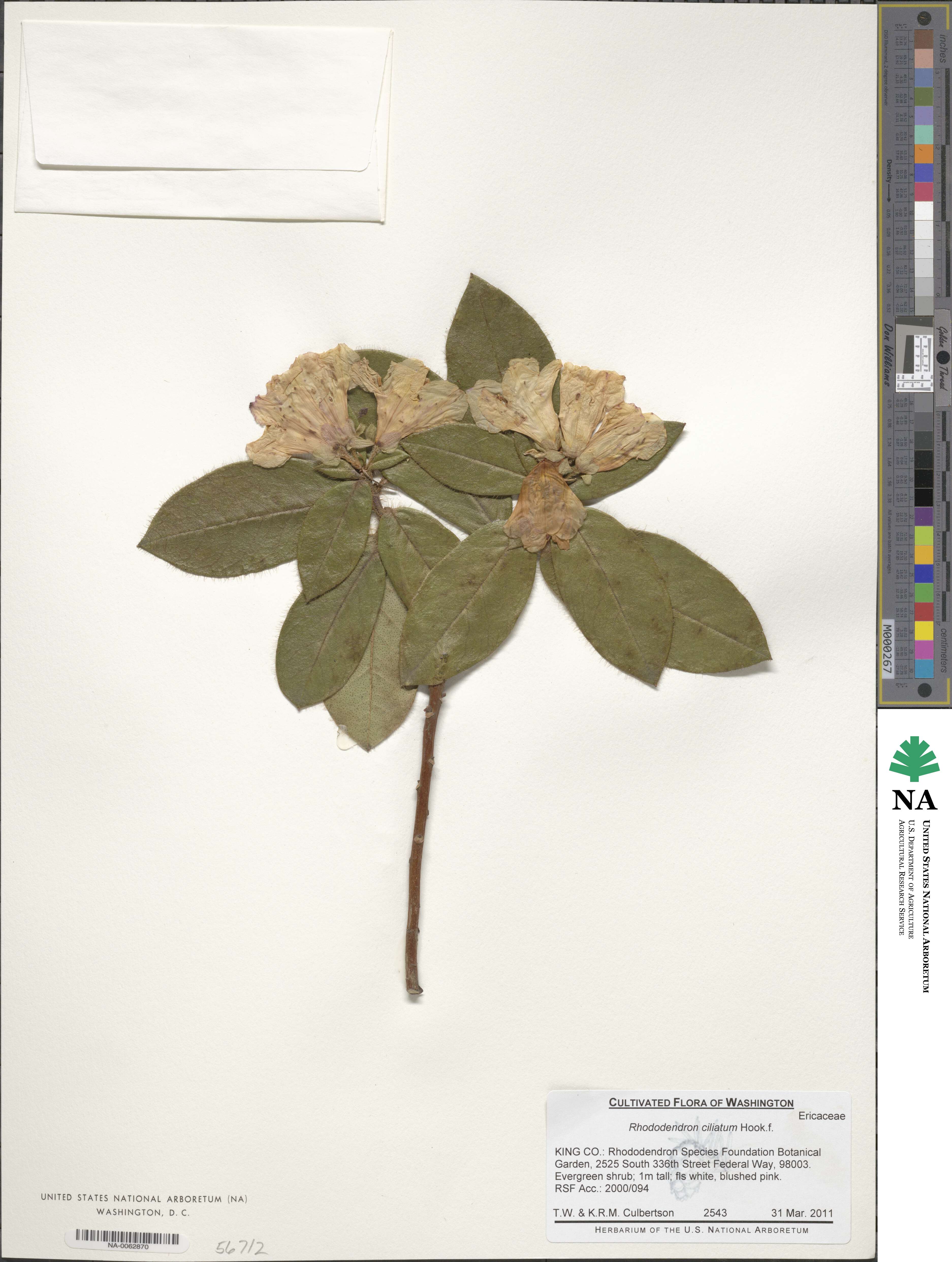 Rhododendron ciliatum image