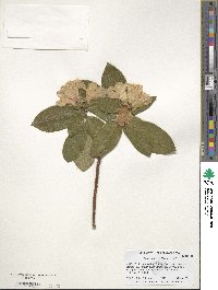 Rhododendron ciliatum image