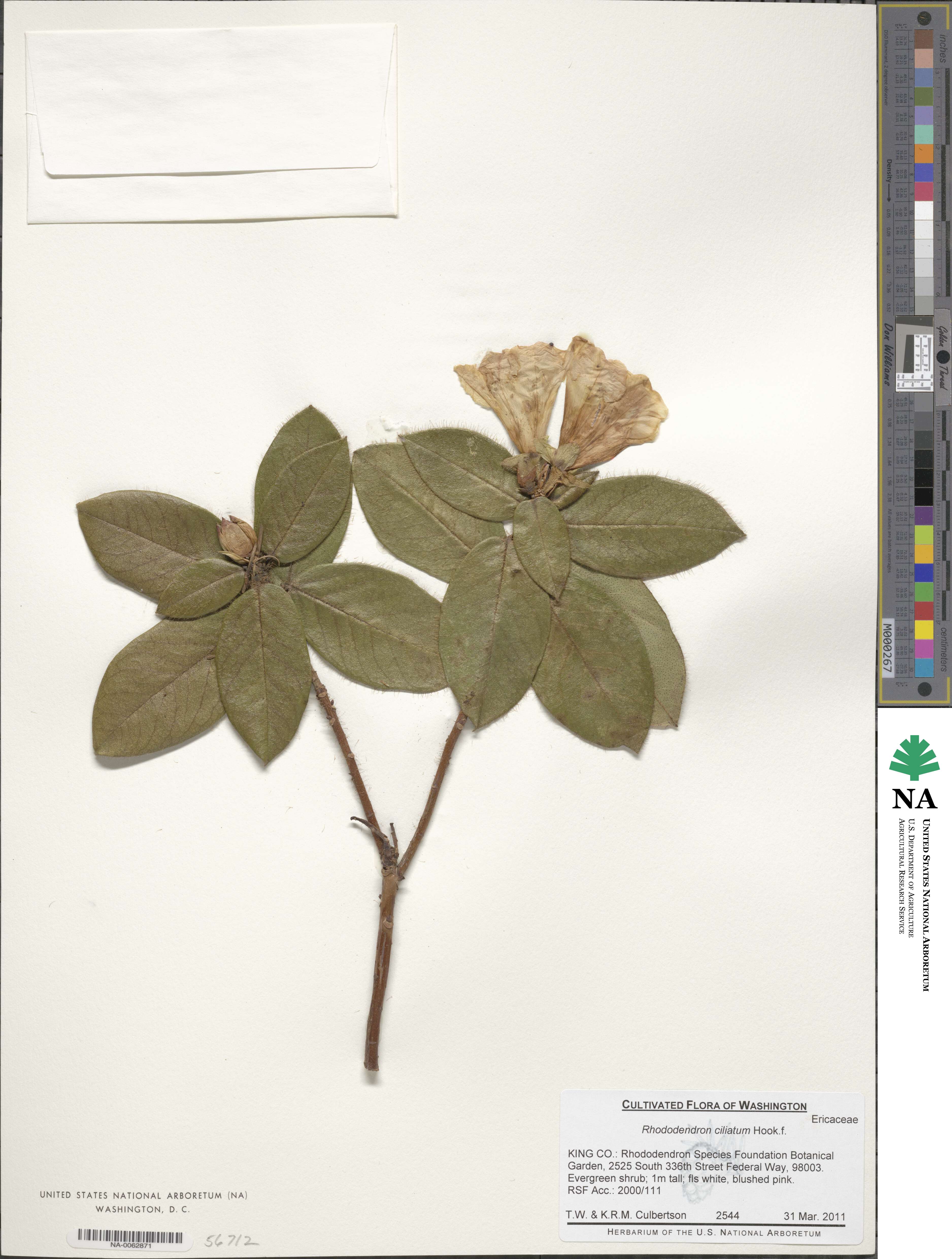 Rhododendron ciliatum image