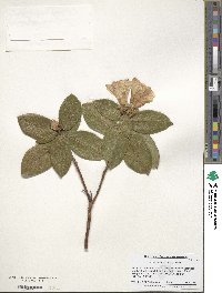 Rhododendron ciliatum image