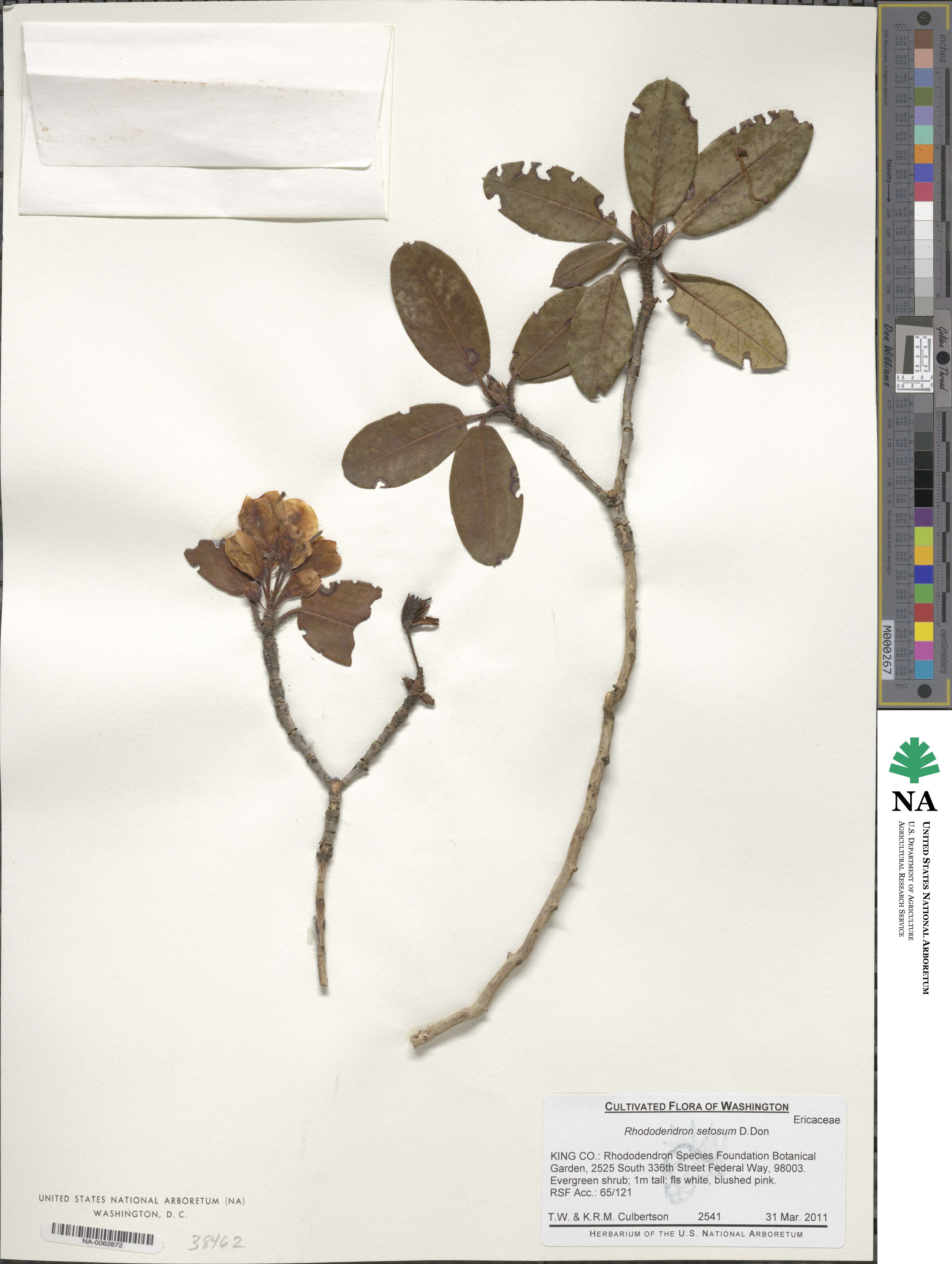 Rhododendron setosum image
