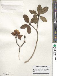 Rhododendron setosum image