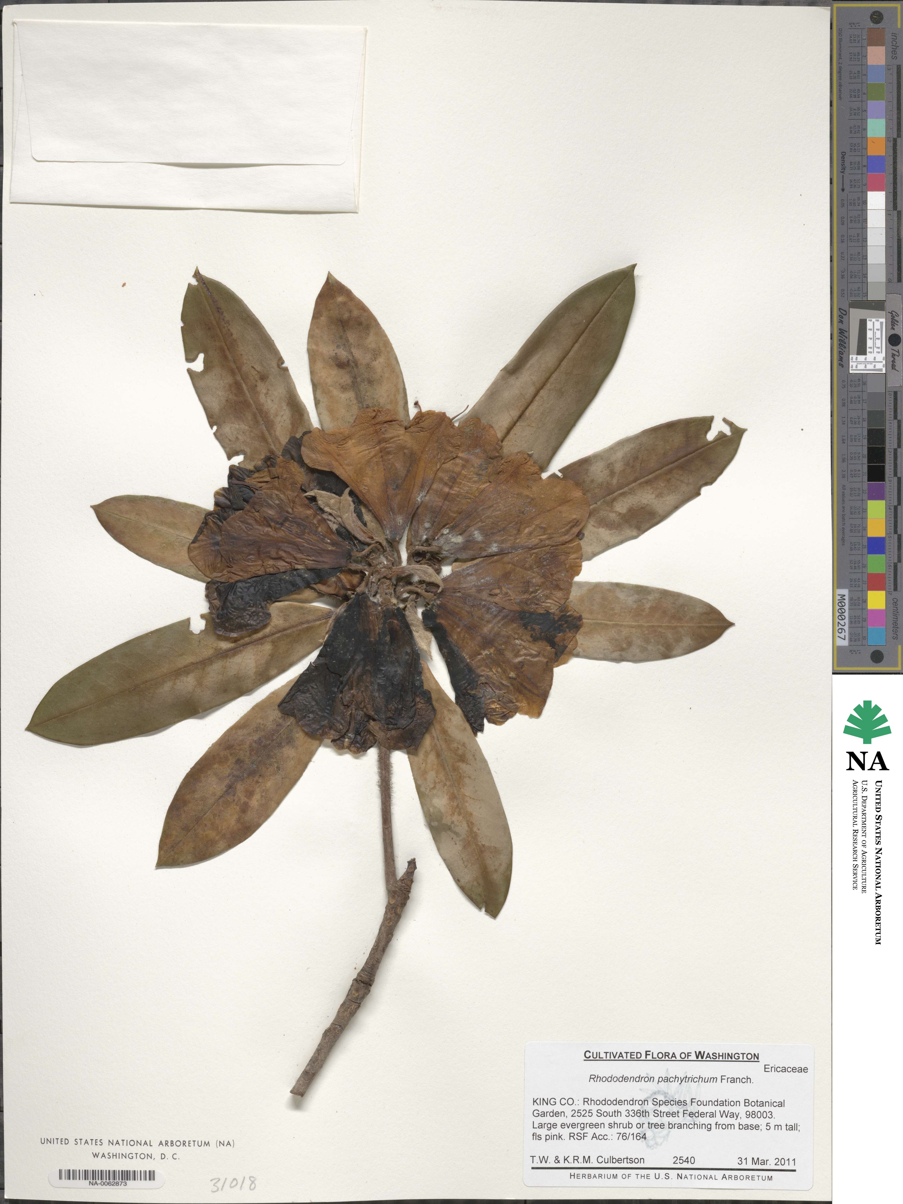 Rhododendron pachytrichum image