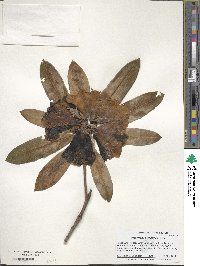 Rhododendron pachytrichum image