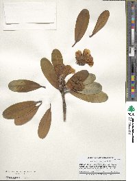 Rhododendron thomsonii image
