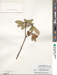 Rhododendron neriiflorum image