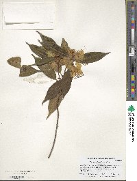 Rhododendron lutescens image