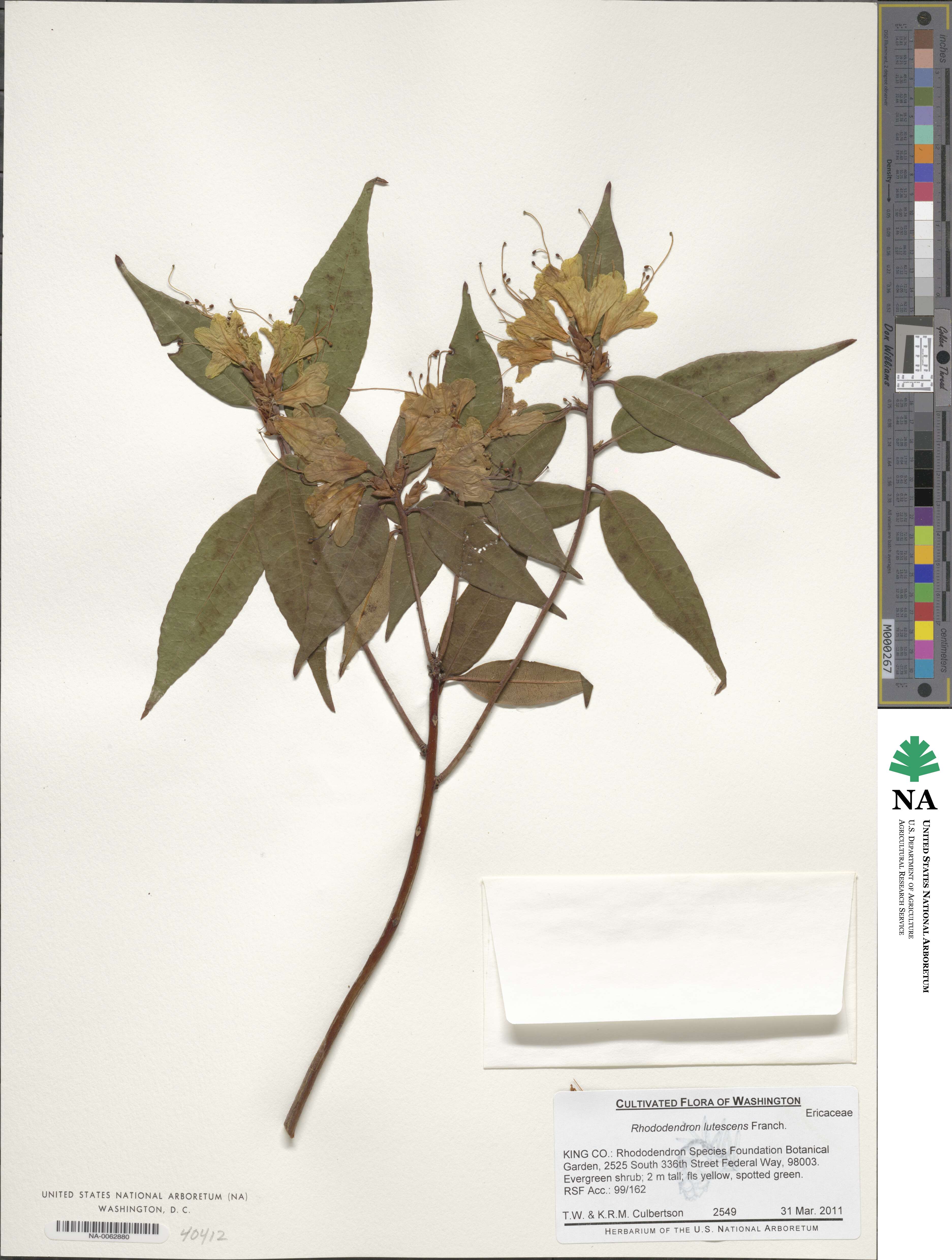 Rhododendron lutescens image