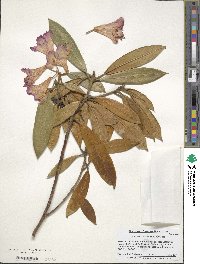 Rhododendron coeloneurum image