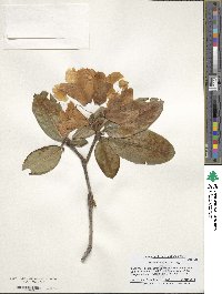 Rhododendron hirtipes image