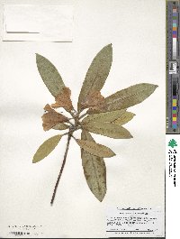 Rhododendron coeloneurum image