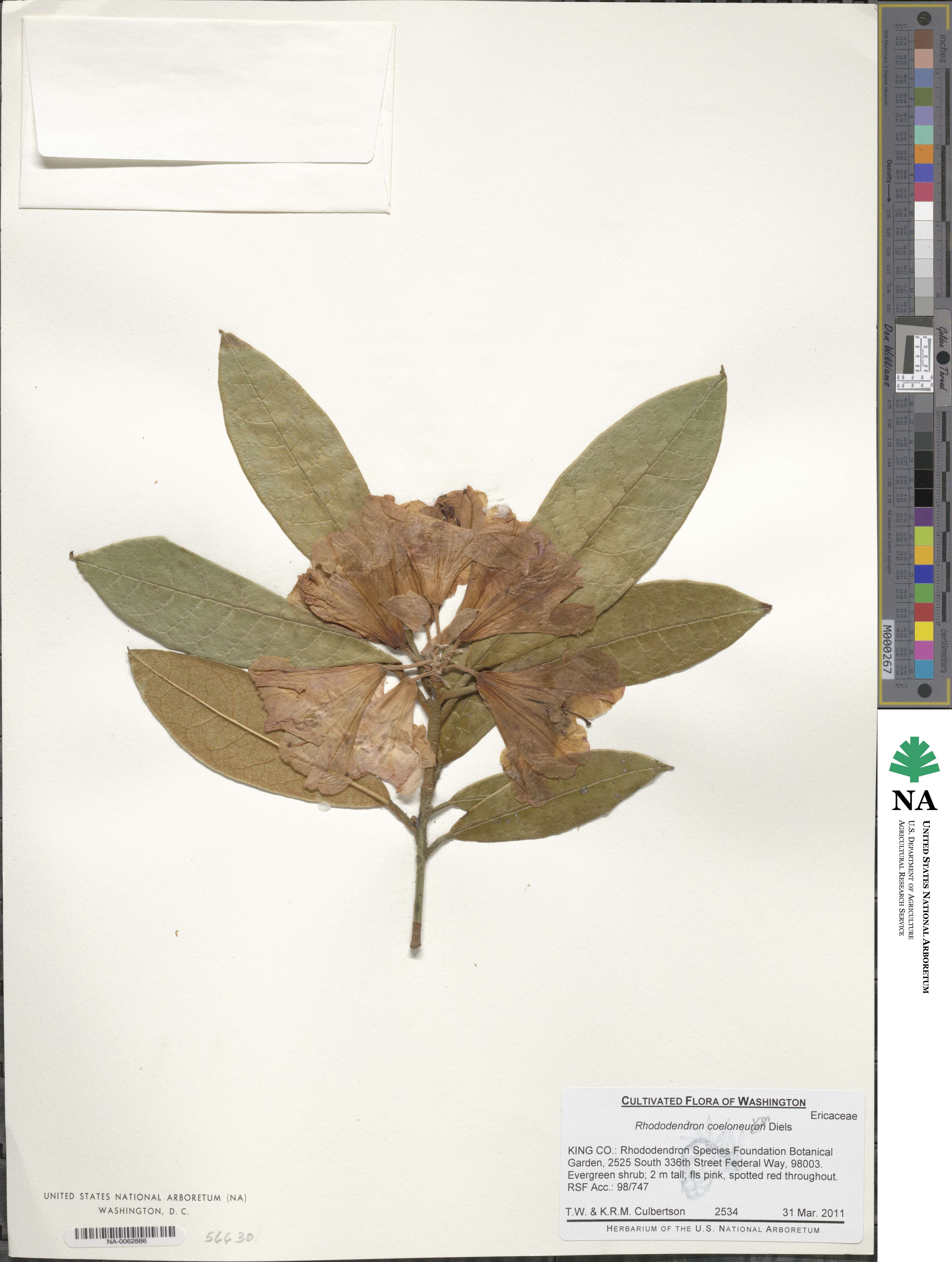 Rhododendron coeloneurum image