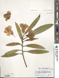 Rhododendron coeloneurum image