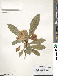 Rhododendron coeloneurum image