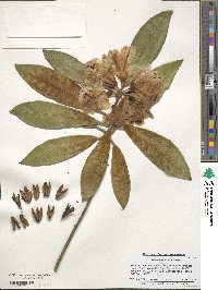 Rhododendron coeloneurum image