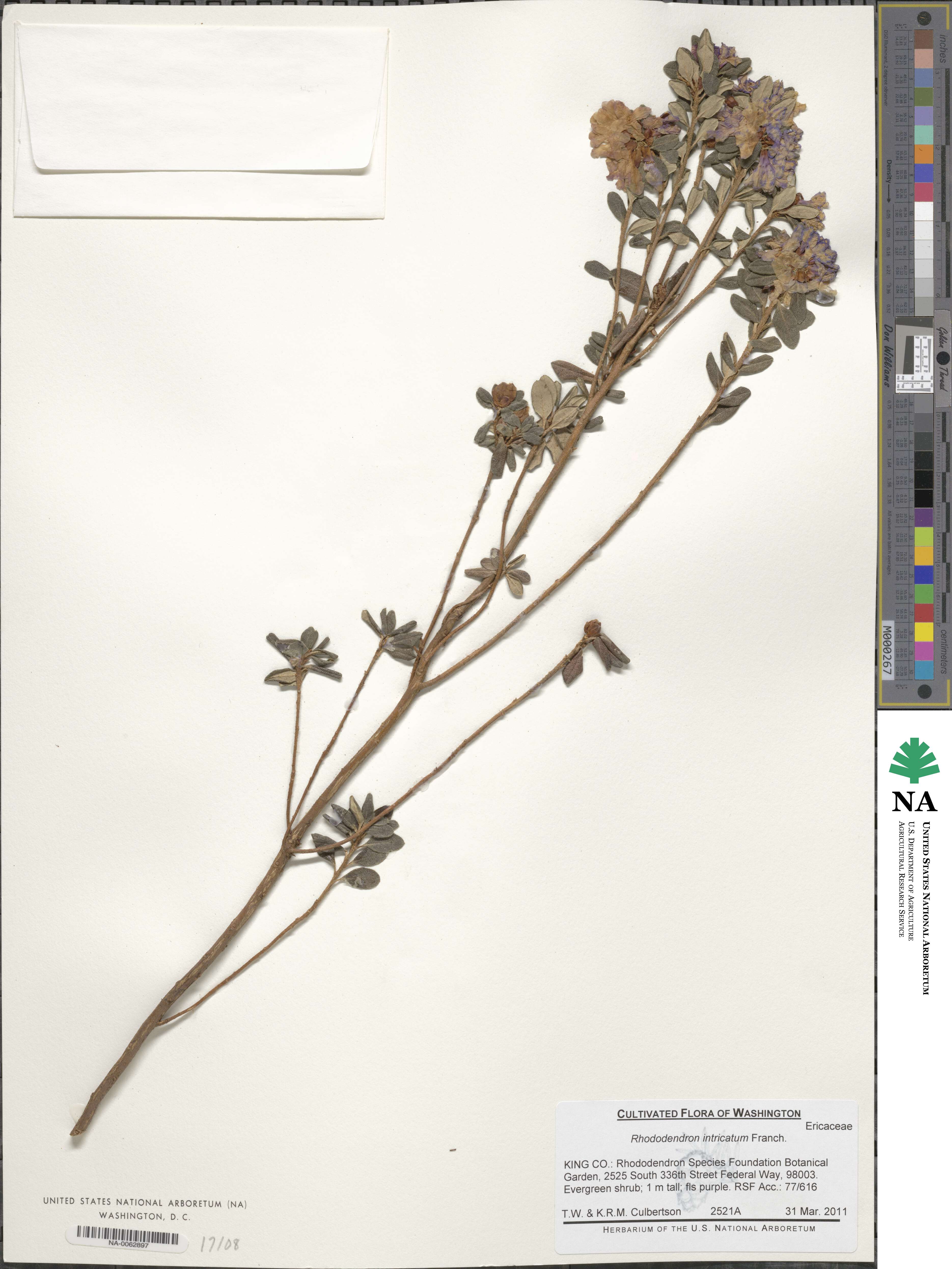 Rhododendron intricatum image