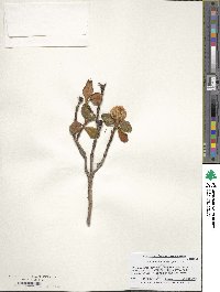 Rhododendron anthopogon image