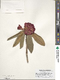 Rhododendron barbatum image