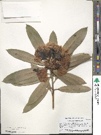 Rhododendron irroratum image