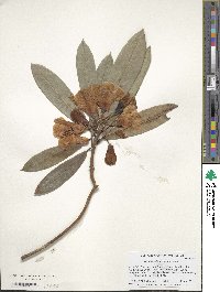 Rhododendron irroratum image