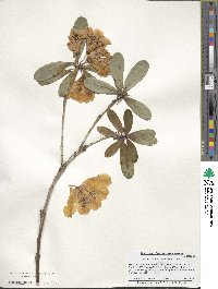 Rhododendron parmulatum image