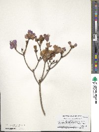 Rhododendron mucronulatum image