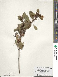 Rhododendron racemosum image