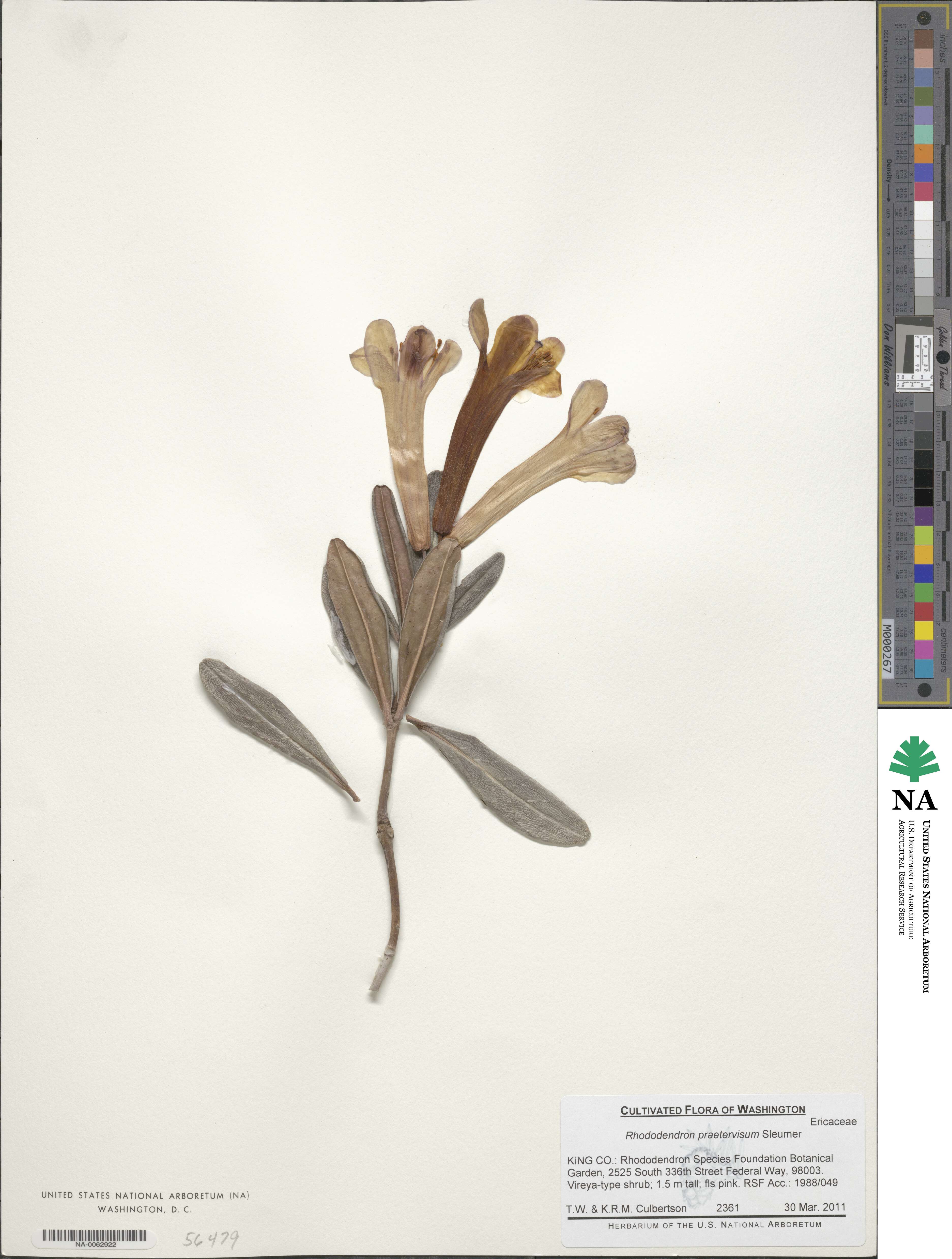 Rhododendron praetervisum image