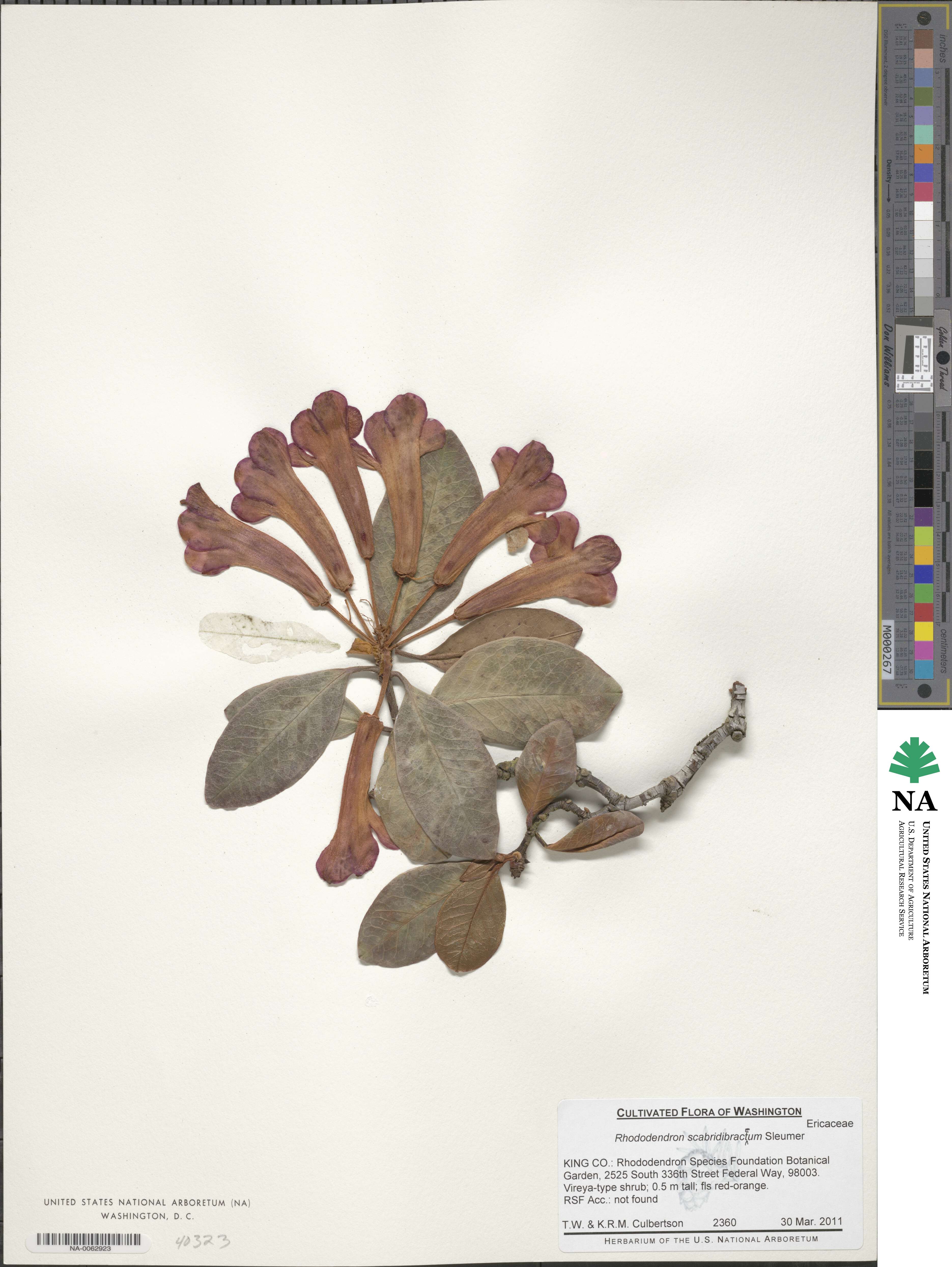 Rhododendron scabridibracteum image