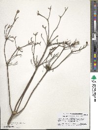 Rhododendron canescens image
