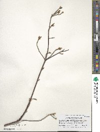 Rhododendron prunifolium image