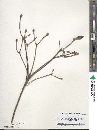 Rhododendron canescens image