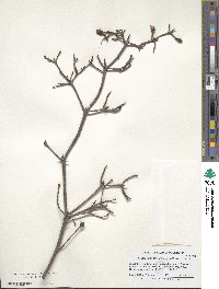 Rhododendron periclymenoides image