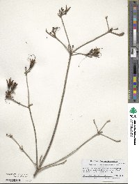 Rhododendron calendulaceum image