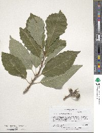 Quercus muehlenbergii image