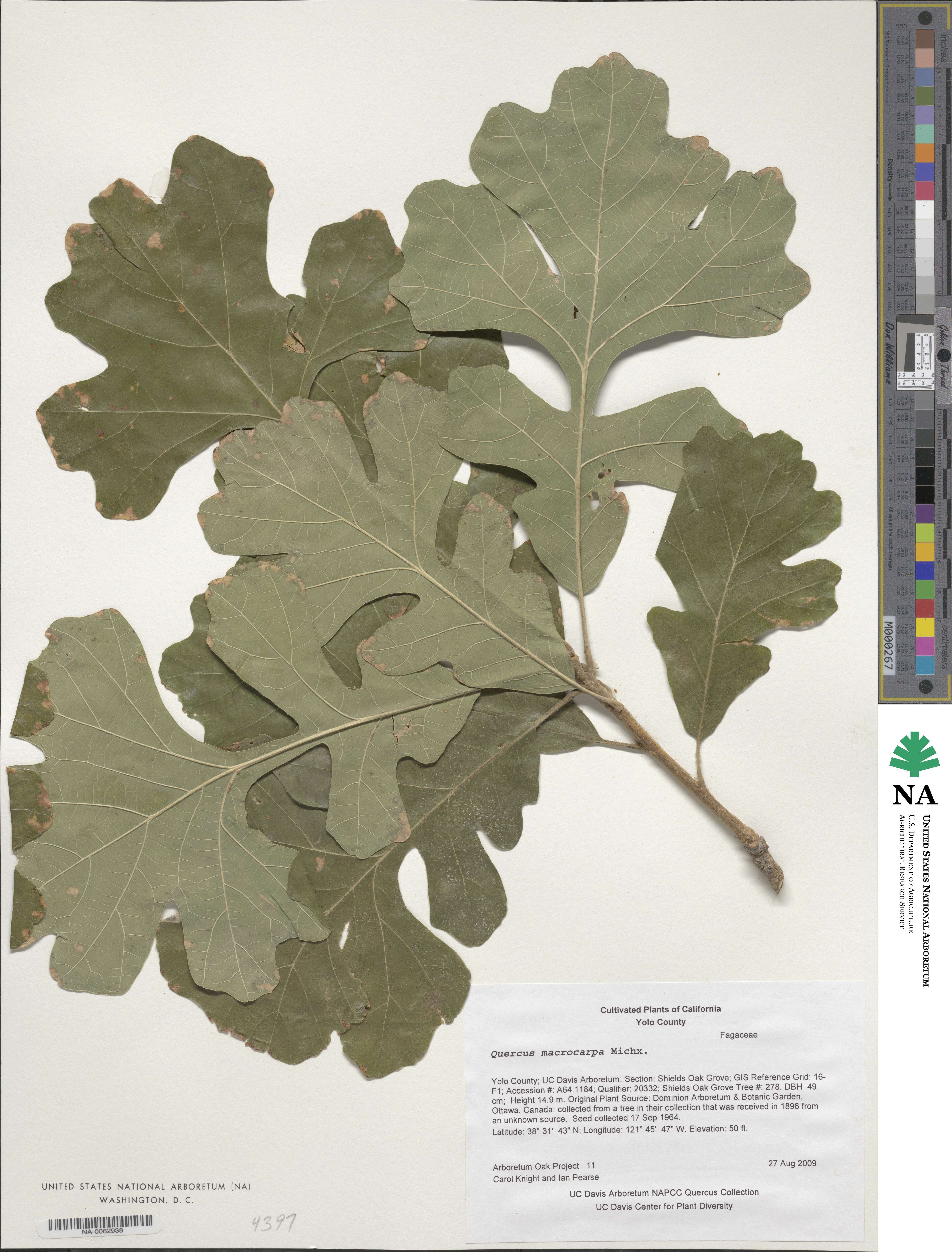 Quercus macrocarpa image