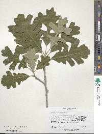 Quercus macrocarpa image