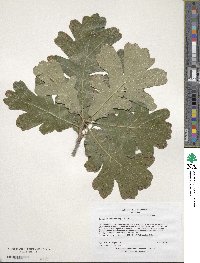 Quercus macrocarpa image