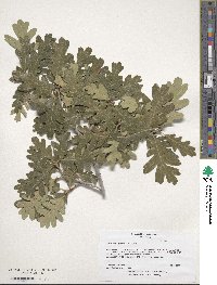 Quercus gambelii image