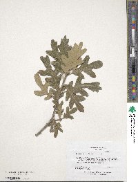 Quercus gambelii image