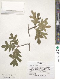 Quercus gambelii image